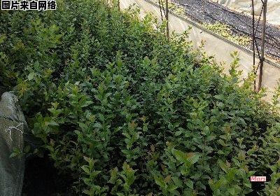 冬季来临，如何种植蓝莓树苗？