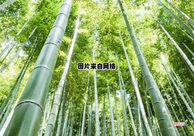 竹林茂盛的象征是什么