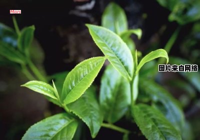 海南特产中哪种茶叶以大叶著称？