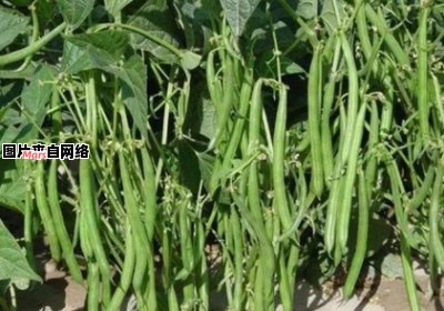 四季豆的种植策略和实用技巧