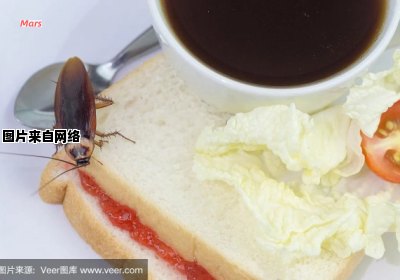 蟑螂的食物偏好是什么