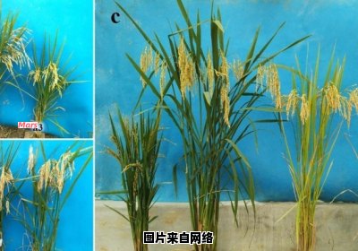 探析杂交水稻种植面积较小的原因