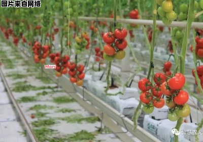 番茄孵化器的推广策略有哪些？