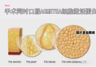 自体脂肪细胞有何特点及用途？