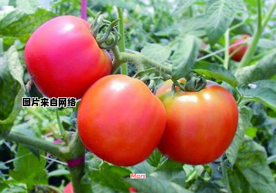 西红柿的栽培技巧与注意事项