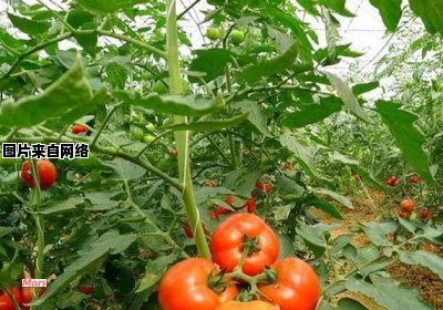 西红柿的栽培技巧与注意事项
