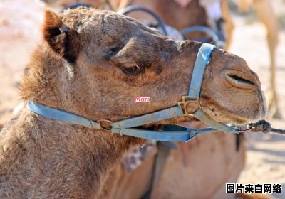 骆驼的声调有多少个？如何标注它们？