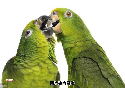 鹦鹉通过独特叫声吸引同伴的方式