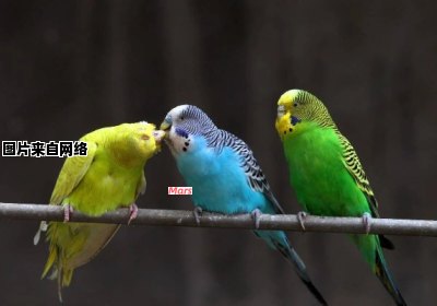 鹦鹉通过独特叫声吸引同伴的方式