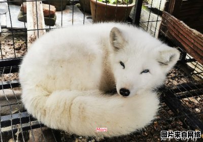 养活宠物白狐狸需要怎样的条件？