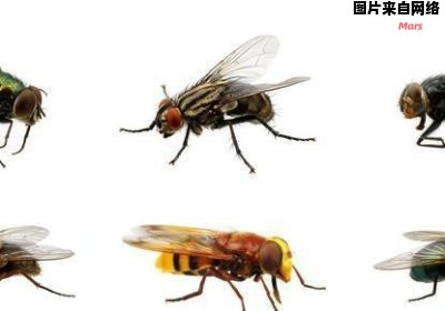 苍蝇的寿命通常持续多长时间