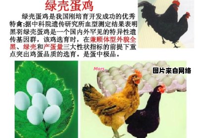 绿壳蛋鸡的品种特征是什么