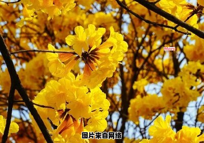广东春天的花卉盛开情况如何？