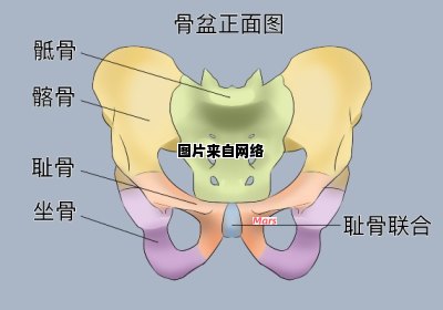 骨盆区域的耻骨联合位于哪里