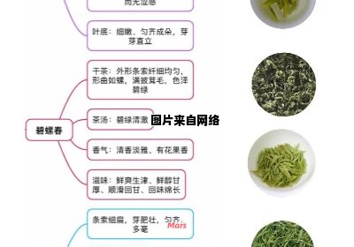 如何辨别优质绿茶的特点