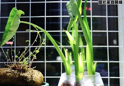 如何在家中进行水培芋头的种植