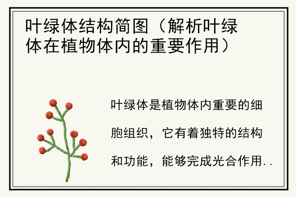 叶绿体结构简图（解析叶绿体在植物体内的重要作用）.jpg