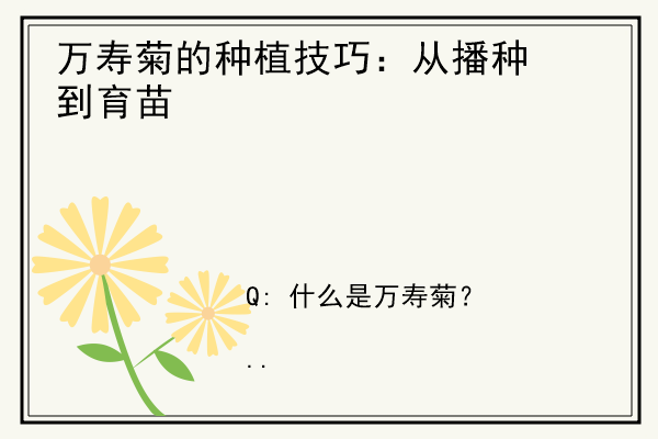 万寿菊的种植技巧：从播种到育苗.jpg
