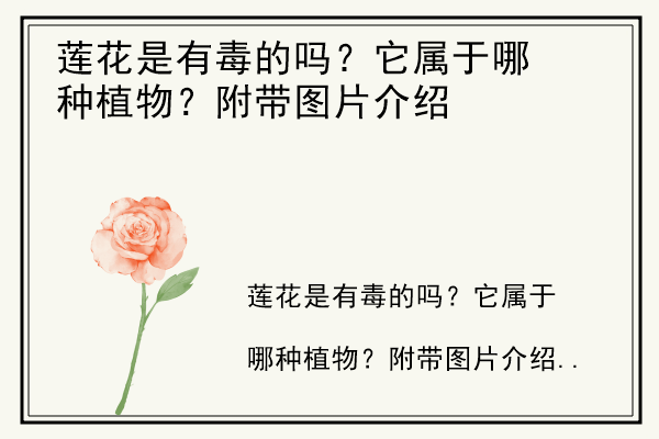 莲花是有毒的吗？它属于哪种植物？附带图片介绍.jpg